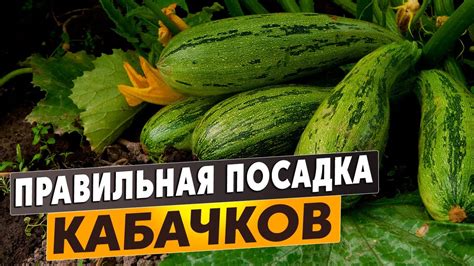 Правильная упаковка кабачков для долгосрочного сохранения