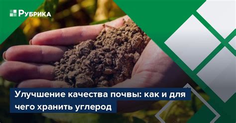 Правильное питание и улучшение качества почвы