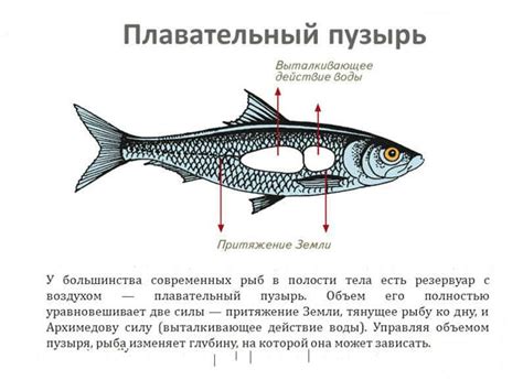 Практическое применение знаний о аффектации рыб в водном окружении