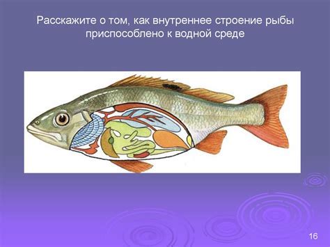 Предзнаменование финансового благополучия: символика осетра в водной среде для мужчины