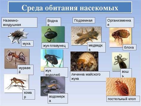 Предпочтительные типы ландшафтов для обитания редкого жука