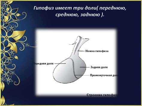 Представление о гипофизе и его функциях