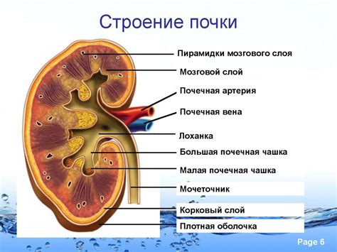 Предупреждение гепатомегалии почек