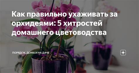 Преимущества домашнего цветоводства