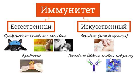 Преимущества коллективного иммунитета и его значение в борьбе с корью