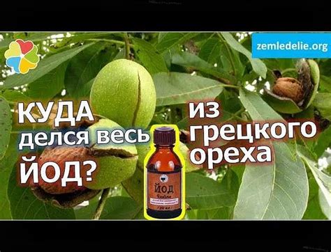 Преимущества употребления орехов в период высыхания