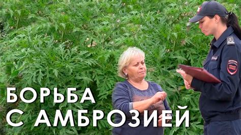 Преодоление вызовов, связанных с амброзией в городской среде