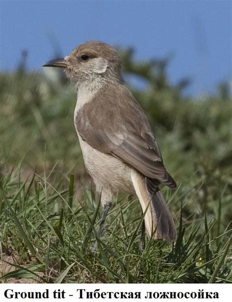 Привлекательность водоемов и заболоченных участков для птиц семейства Paridae