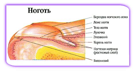 Придатки кожи: волосы, ногти и другие