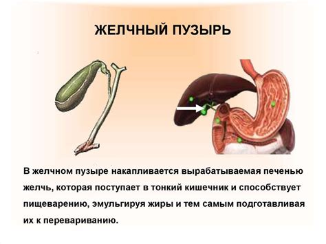 Признаки и симптомы, требующие немедленной проведения колоноскопии после удаления желчного пузыря