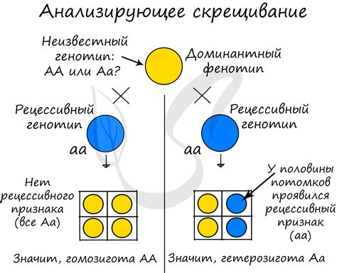 Применение принципов Менделя в современности: практический подход к пониманию основ генетики