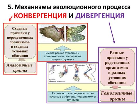 Примеры гифов в биологии