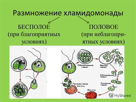 Принципиальные различия в механизмах размножения