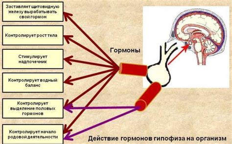 Принципы работы гипофиза