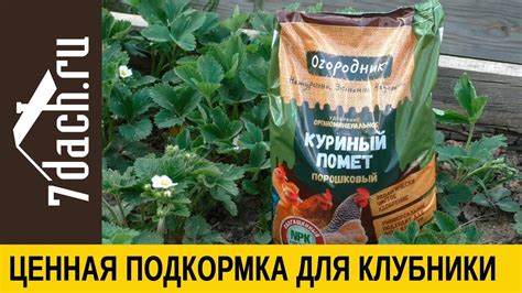 Принцип подкармливания плодовых деревьев куриным пометом