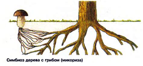 Природный уголок: гармония среди деревьев и грибов