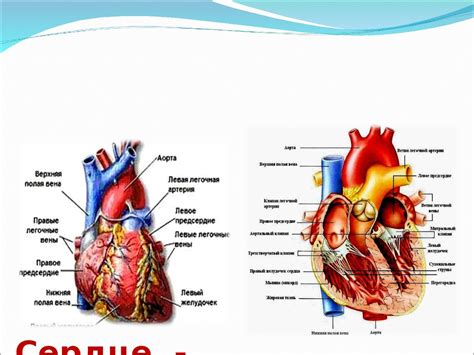 Присутствие бериллия в сердце и сосудах