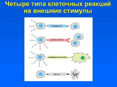 Приход рефлексов и реакций на внешние стимулы