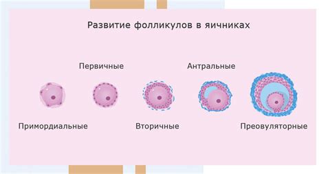 Причины возникновения формирования овуляционного мешочка в органе, отвечающем за производство яйцеклеток, в период прекращения менструаций