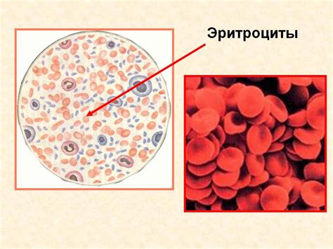 Причины гетерогенности эритроцитов по объему