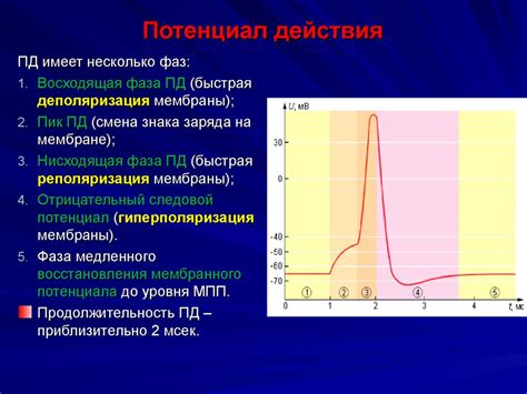 Причины и механизм возникновения нежных утренних оттенков в садовой атмосфере