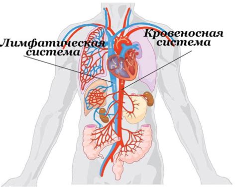 Причины и симптомы воспаления паховых лимфатических узлов у представителей мужского пола