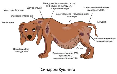 Причины и симптомы неприятной напряженности кожи у собаки