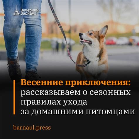 Причины и частота путешествий с любимцем на четырех колесах
