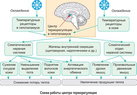 Причины особой чувствительности младенцев к температурным изменениям в окружающей среде