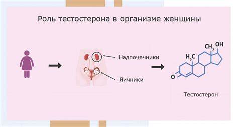 Причины повышенного уровня гормонального тестостерона у женщин