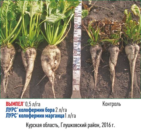 Проблемы, связанные с вредителями и заболеваниями корнеплодов при продолжительном хранении