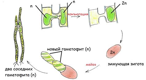 Проблемы и сбои, связанные с клеточными составляющими спирогиры и растений