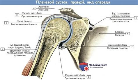 Проблемы и травмы, связанные с плечевой лопаткой: повседневные неудобства и трудности