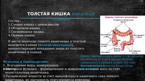 Проблемы с обменом веществ и гипотония толстой кишки