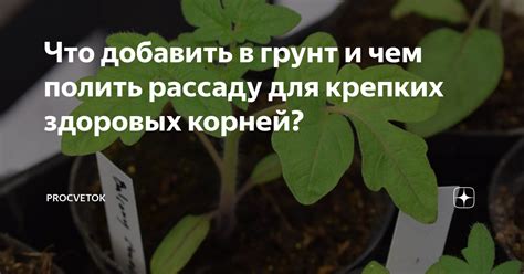 Продолжайте обновлять укорененную леску каждый период для сохранения здоровых корней