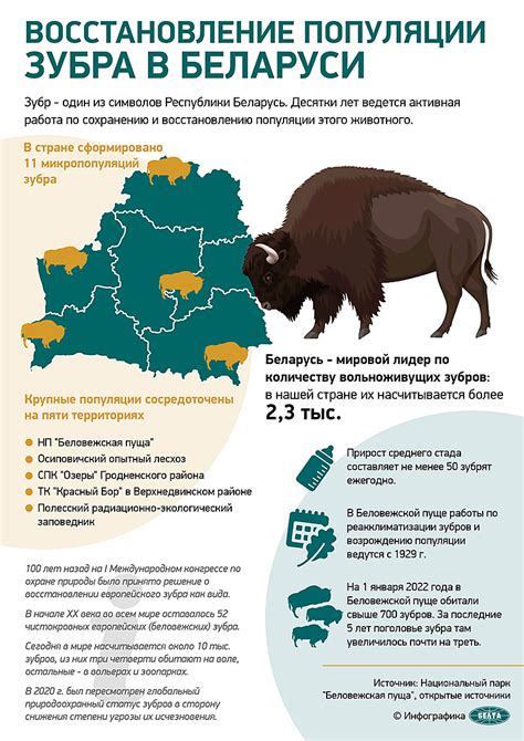 Проекты и исследования, проводимые для изучения барсуковой популяции в Беларуси