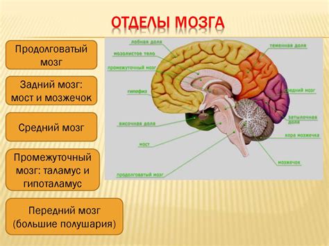 Происхождение и структура центра, отвечающего за координацию движений и поддержание равновесия в верхней части мозга