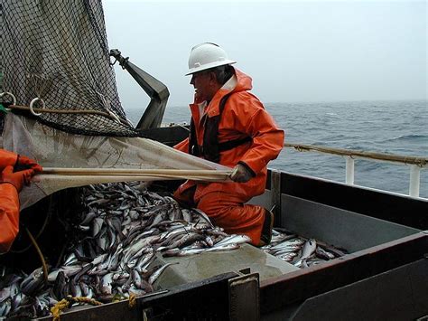 Промысел в Охотском море: особенности и разнообразие видов