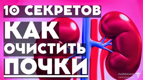 Профилактика гипотрофии левой почки