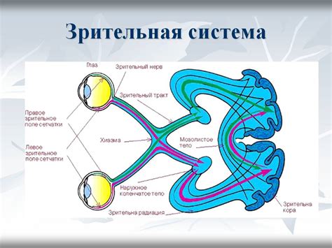 Профилактика заболеваний органов зрительной системы