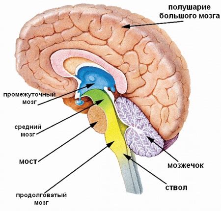 Прохождение пятого головного нерва через костную структуру лица