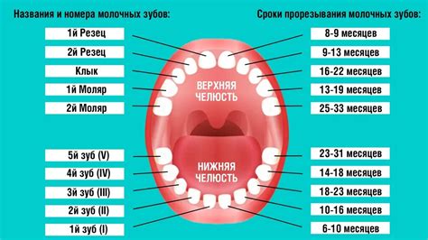 Процедура герметизации постоянных зубов у детей