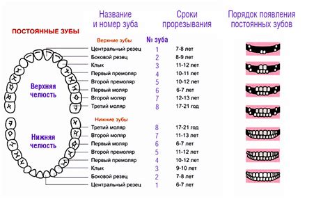 Процедура герметизации постоянных зубов у детей: особенности и рекомендации