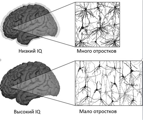 Процессы, связанные с функционированием нейронных структур коры головного мозга