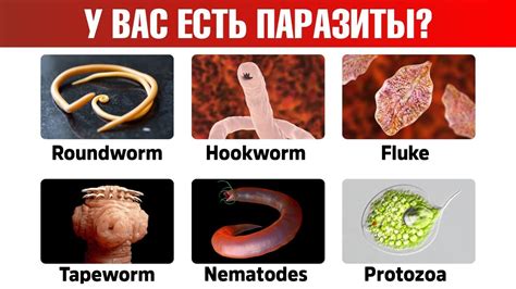 Процессы передачи сигналов в организме червей-паразитов