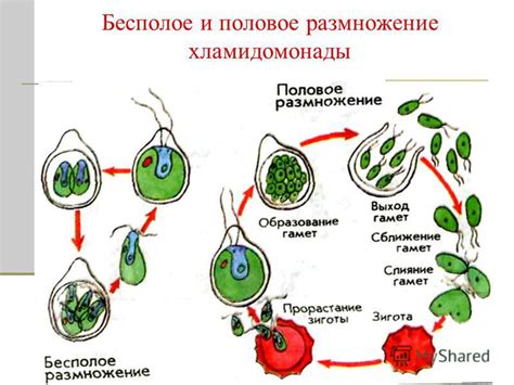 Процессы размножения и восстановления реснитчатого покрова