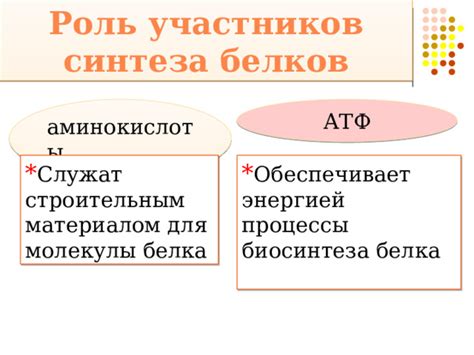 Процессы синтеза и деградации белков: ключевые процессы в организме