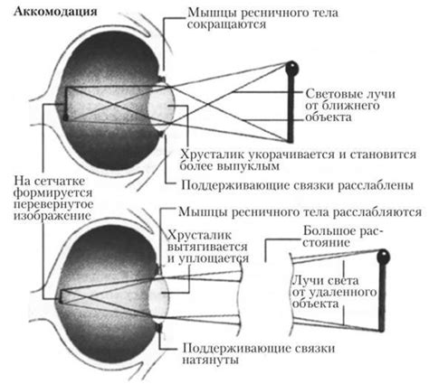 Процесс ломления света в органе зрения