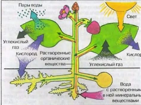 Процесс образования и сохранение активной формы вещества D в организме