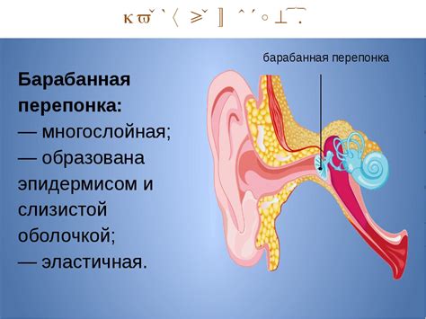 Процесс отхождения наружной оболочки уха